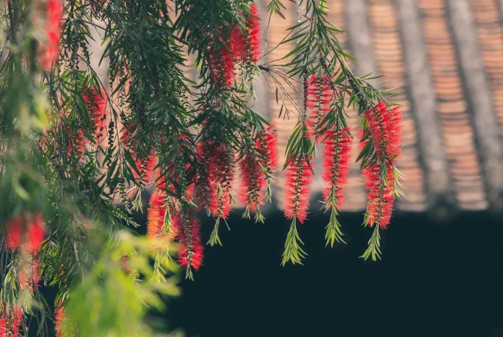 清暉園博物館「珠」愿清暉 ·「詒」路同行插圖(2)